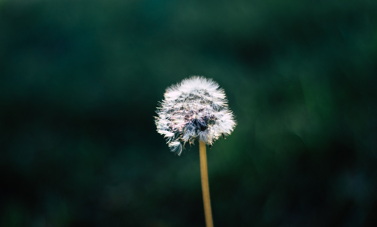 entdecken sie die beeindruckende welt des kinematografischen: filme, die emotionen wecken und geschichten lebendig machen. tauchen sie ein in atemberaubende cinematic-erlebnisse!