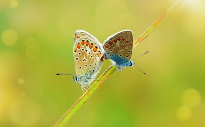 Gartenarbeit: Die besten Tipps für eine erfolgreiche Gartenpflege